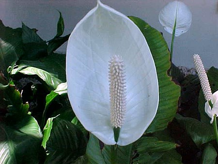 השתלת spathiphyllum