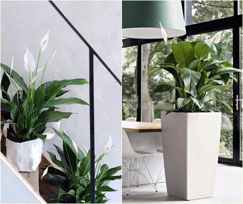 מחלות וטיפול של spathiphyllum