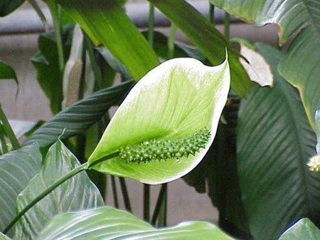 טיפול spathiphyllum בבית
