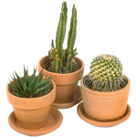 Cacti ולטפל בהם