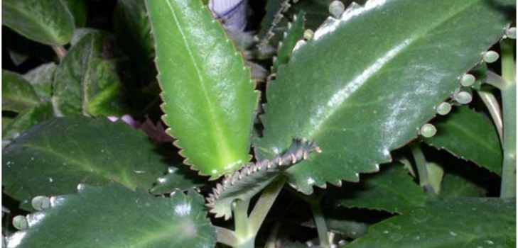 מפעל Kalanchoe