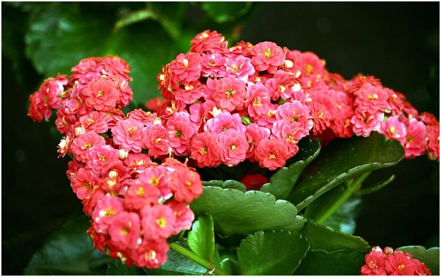 פרח Kalanchoe