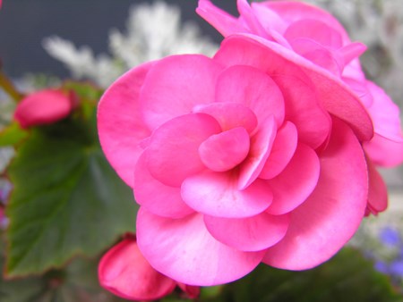 הקבצן begonia מגיע יערות טרופיים סובטרופיים ביגוניה בגינה מקורה: טיפול ביתי