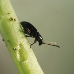 Cruciferae פרעושים: שיטות המאבק