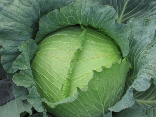 Cruciferae פרעושים: שיטות המאבק