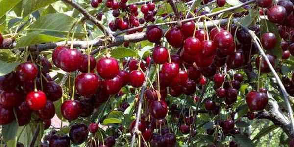 הזנים הטובים ביותר של דובדבן - תיאור עם תמונה