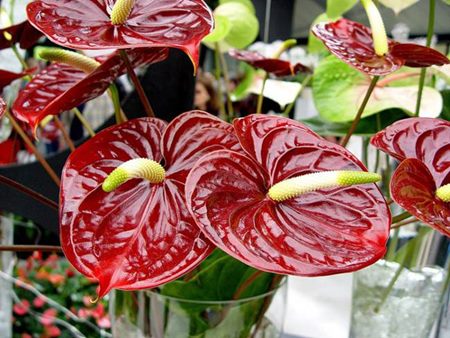 Anthurium: טיפול בבית Anthurium: טיפול בבית