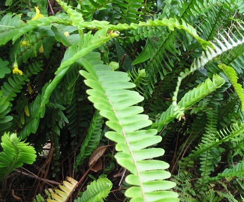 Nephrolepis: טיפול בבית