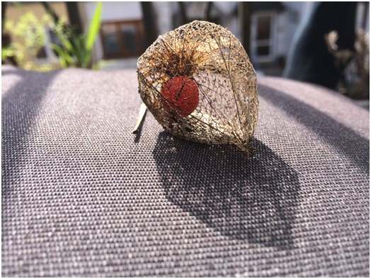 מידע כללי על physalis, וכן המלצות לגידול וטיפול