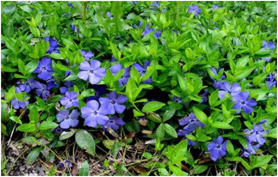 פרחים periwinkle