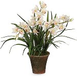 סחלב Cymbidium: טיפול ותוכן