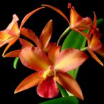 Cattleya סחלב Cattleya סחלב