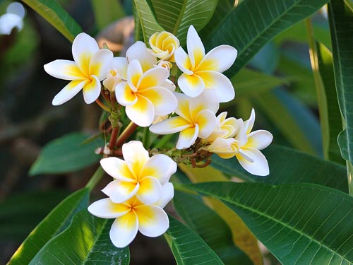 רפרודוקציה של plumeria
