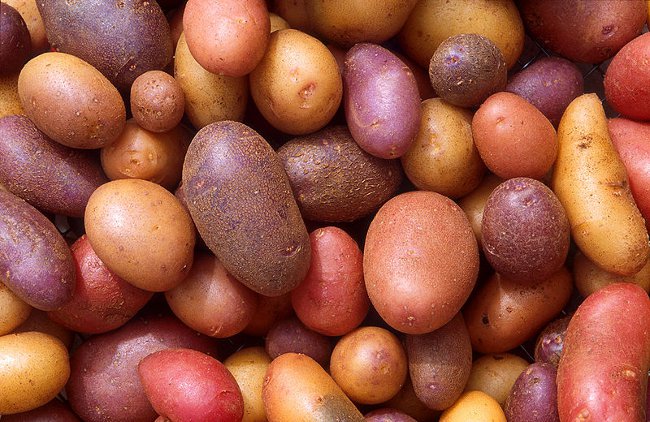 הכנת תפוחי אדמה לשתילה