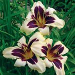 שתילת daylilies