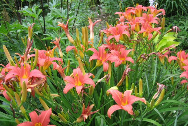 שתילת daylilies