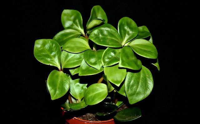 טיפול pyperium