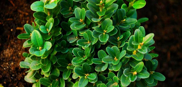Boxwood - קישוט ירוק עד לגינה אדן החלון