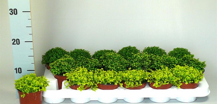 Selaginella: טיפול