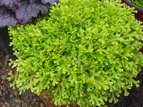 Selaginella: מינים