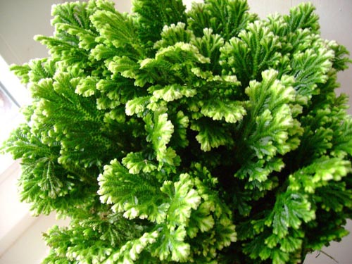 Selaginella: טיפול