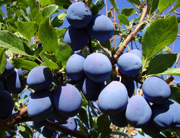גינה הכיור הזנים הטובים ביותר עבור טיפוח
