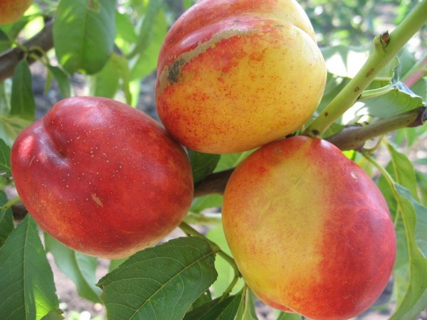 Likbez על זנים של אפרסקים. עבור אזור הביניים של רוסיה, באזור מוסקווה, בקרים, בקובאן