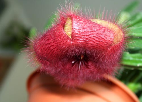 Stapelia: טיפול הולם בבית, תמונות פרח יפה