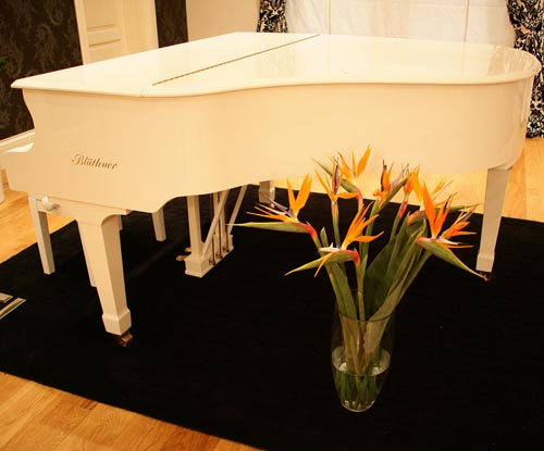 טיפול של strelitzia