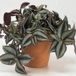 Tradescantia: תיאור וטיפול Tradescantia: תיאור וטיפול