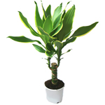 טיפול עבור dracaena טיפול עבור dracaena