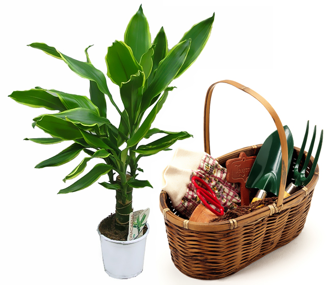 טיפול עבור dracaena