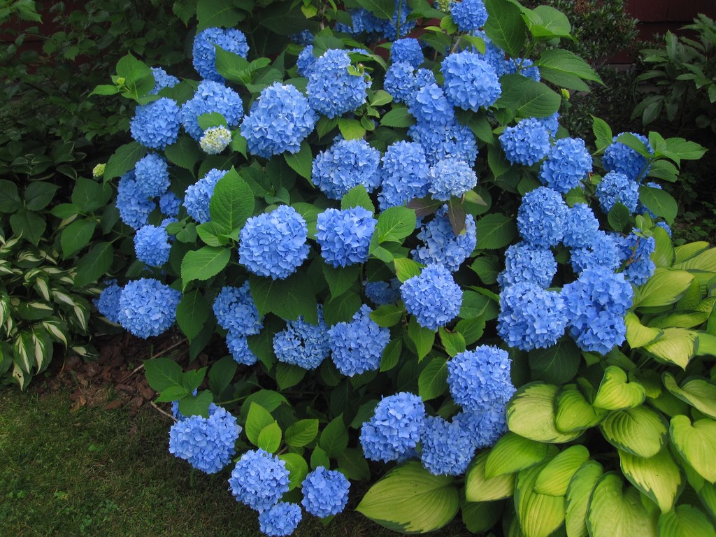 גידול hydrangeas בבית