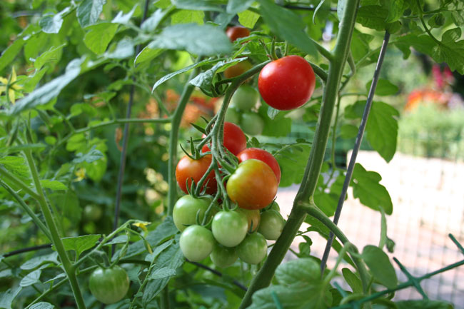גידול ירקות ועשבי תיבול בבית