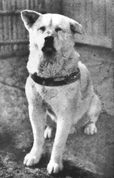נדל Hachiko