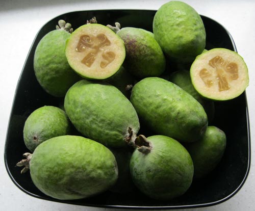 Feijoa - תכונות שימושיות, היתרונות ואת הפגיעות של feijoa