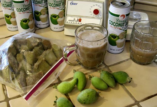 Feijoa - תכונות שימושיות, היתרונות ואת הפגיעות של feijoa
