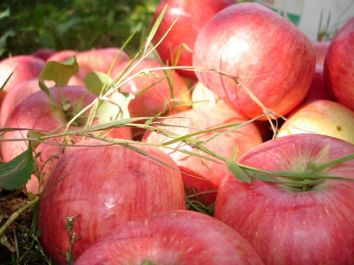 לא לנער את עץ התפוח, כל עוד הוא ירוק: מתי לחגוג את המושיע אפל