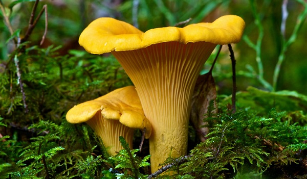 איך להיראות כמו chanterelle אמיתי