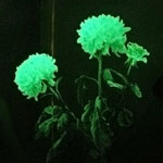 פרחים חריגים - פרחים זוהרים