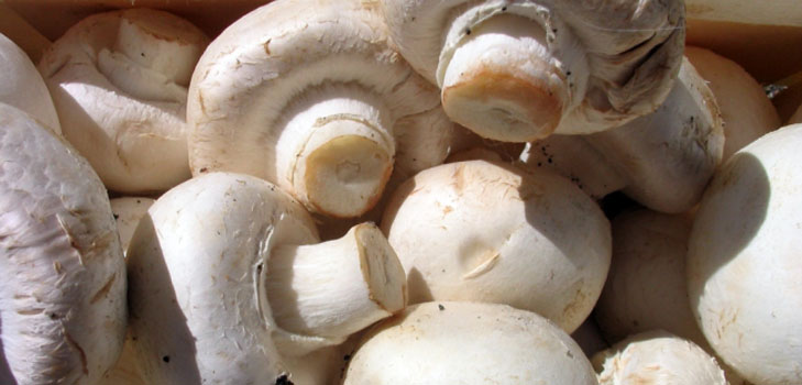 גידול Champignons בבית