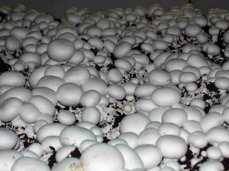 גידול Champignons בבית