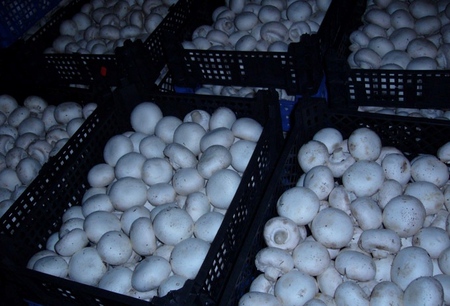 גידול Champignons בבית