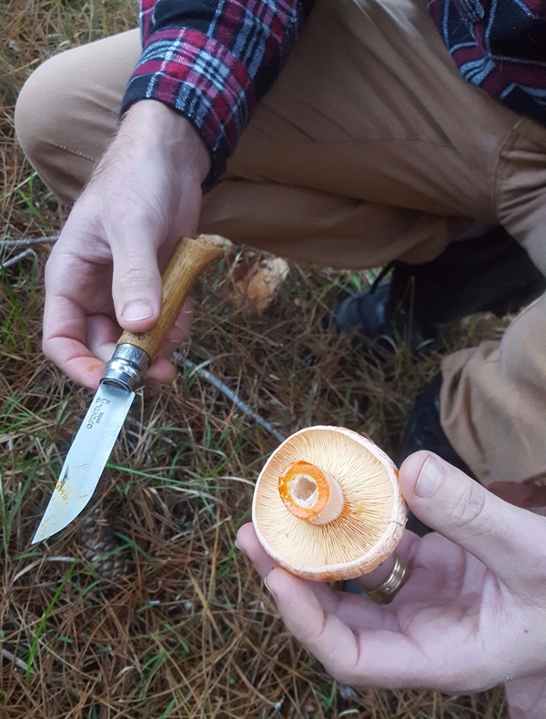 איך חמוצים פטריות