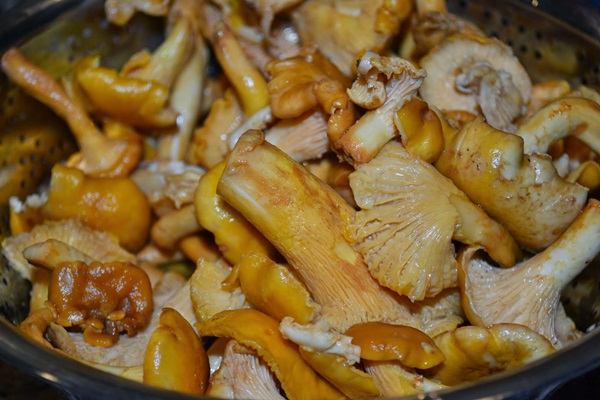 איך לבשל chanterelles במחבת