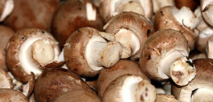 הרבה Champignons