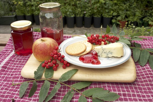 Rowan לחורף: מתכונים עבור billets מן chokberry אדום ושחור הרגיל