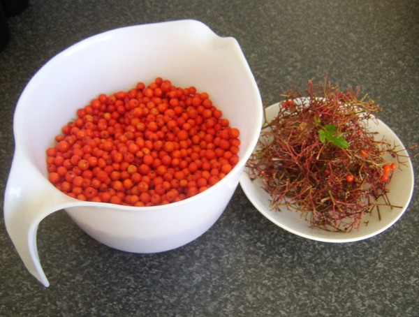 Rowan לחורף: מתכונים עבור billets מן chokberry אדום ושחור הרגיל