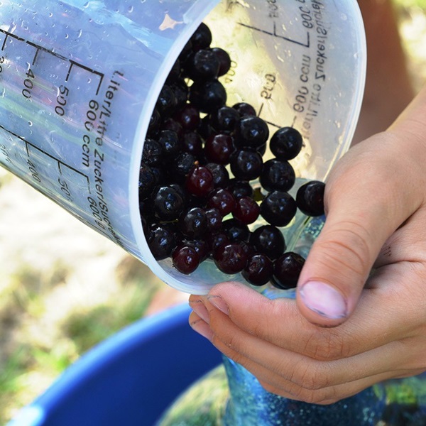 ריבה מ chokeberry שחור