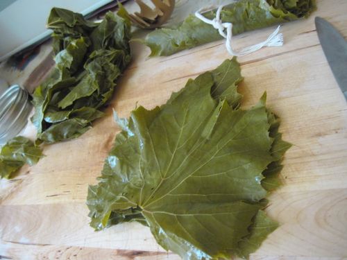 כיצד עלי מחית גפן עבור dolma